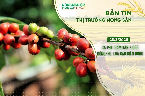Thị trường nông sản 23/8/2026: Cà phê giảm gần 2.000 đồng/kg, lúa gạo biến động trái chiều