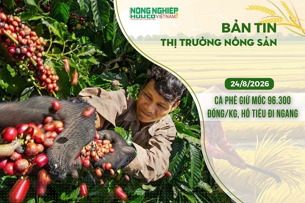 Thị trường nông sản 24/8/2026: Cà phê giữ mốc 96.300 đồng/kg, hồ tiêu tiếp tục đi ngang