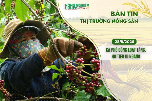 Thị trường nông sản 25/8/2026: Cà phê đồng loạt tăng, hồ tiêu đi ngang