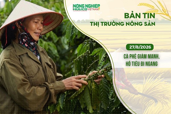 Thị trường nông sản 27/8/2026: Cà phê giảm mạnh, hồ tiêu đi ngang