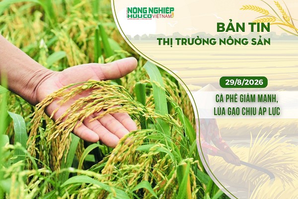 Thị trường nông sản 29/8/2026: Cà phê giảm mạnh, lúa gạo chịu áp lực