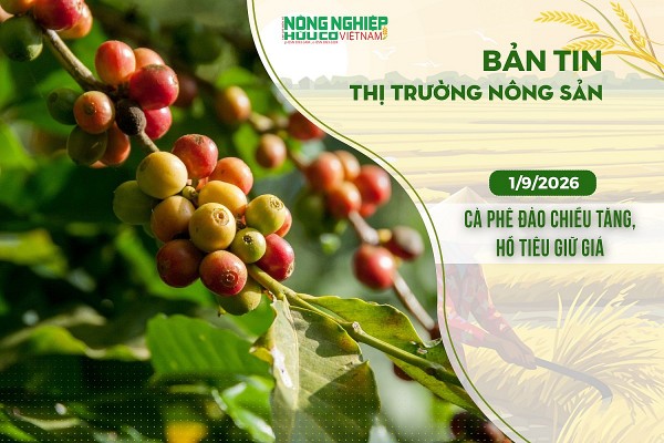Thị trường nông sản 1/9/2026: Cà phê đảo chiều tăng, hồ tiêu giữ giá
