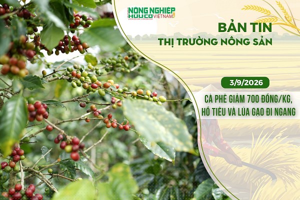 Thị trường nông sản 3/9/2026: Cà phê giảm 700 đồng/kg, hồ tiêu và lúa gạo đi ngang