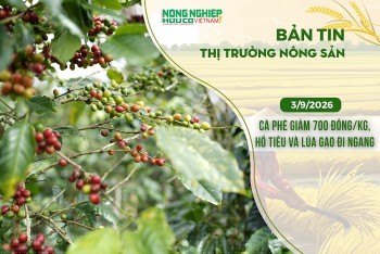 Thị trường nông sản 3/9/2026: Cà phê giảm 700 đồng/kg, hồ tiêu và lúa gạo đi ngang