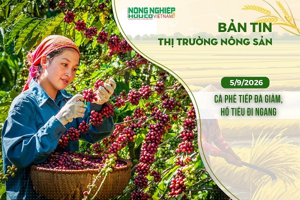 Thị trường nông sản 5/9/2026: Cà phê tiếp đà giảm, hồ tiêu đi ngang