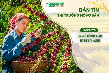Thị trường nông sản 5/9/2026: Cà phê tiếp đà giảm, hồ tiêu đi ngang