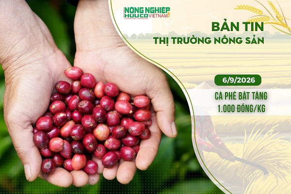 Thị trường nông sản 6/9/2026: Cà phê bật tăng 1.000 đồng/kg