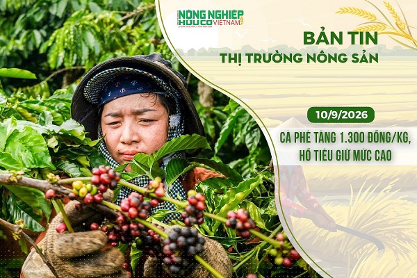 Thị trường nông sản 10/9/2026: Cà phê bật tăng 1.300 đồng/kg, hồ tiêu giữ mức cao