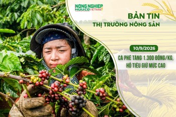 Thị trường nông sản 10/9/2026: Cà phê bật tăng 1.300 đồng/kg, hồ tiêu giữ mức cao