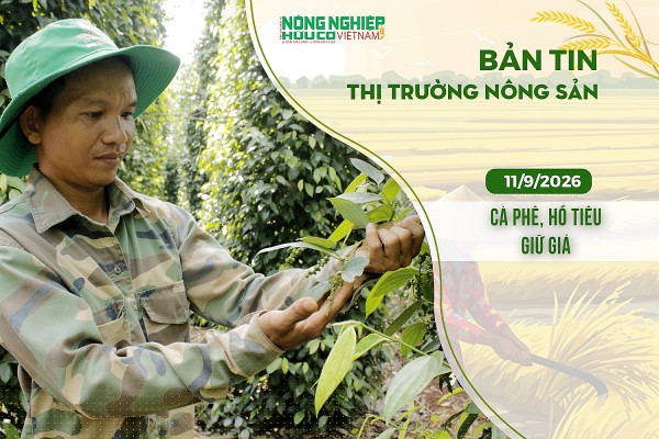 Thị trường nông sản 11/9/2026: Cà phê, hồ tiêu giữ giá