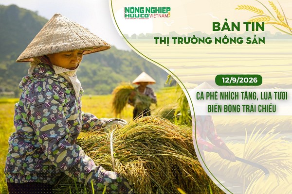 Thị trường nông sản 12/9/2026: Cà phê nhích tăng, lúa tươi biến động trái chiều