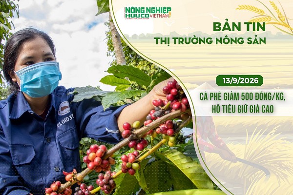 Thị trường nông sản 13/9/2026: Cà phê giảm 500 đồng/kg, hồ tiêu giữ giá cao