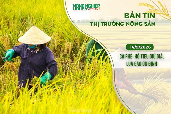 Thị trường nông sản 14/9/2026: Cà phê, hồ tiêu giữ giá, lúa gạo ổn định