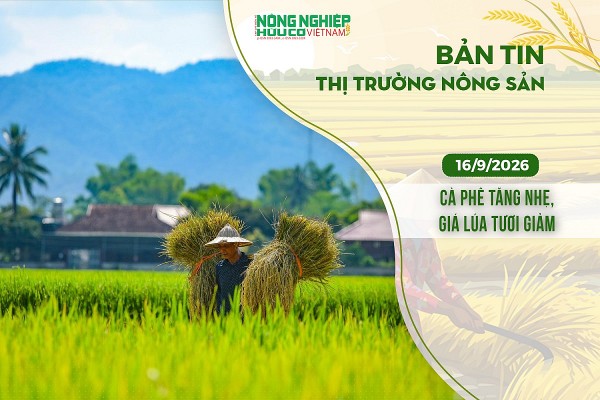 Thị trường nông sản 16/9/2026: Cà phê tăng nhẹ, giá lúa tươi giảm