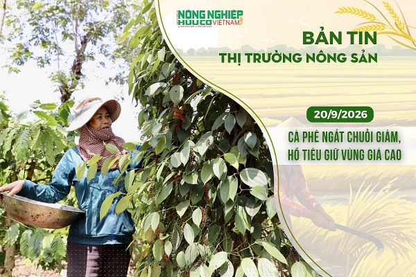 Thị trường nông sản 20/9/2026: Cà phê ngắt chuỗi giảm, hồ tiêu giữ vùng giá cao