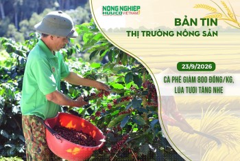 thi truong nong san 2392026 ca phe giam 800 dongkg lua tuoi tang nhe