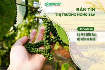 thi truong nong san 2492026 ca phe giam sau ho tieu ha nhiet