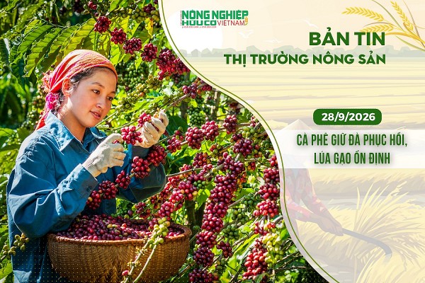 Thị trường nông sản 28/9/2026: Cà phê giữ đà phục hồi, lúa gạo ổn định