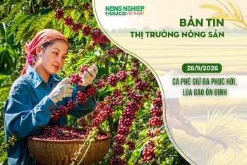 Thị trường nông sản 28/9/2026: Cà phê giữ đà phục hồi, lúa gạo ổn định