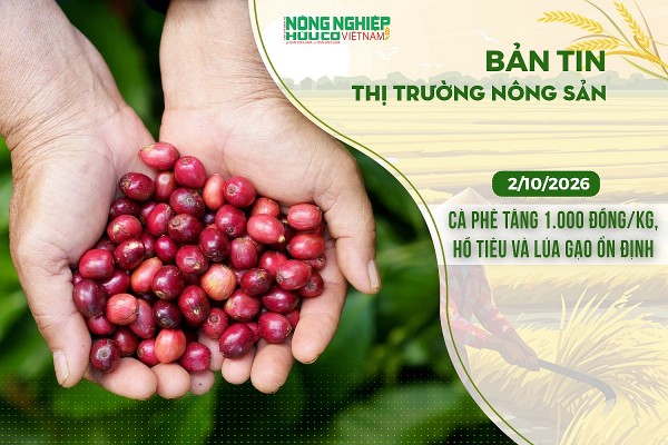 Thị trường nông sản 2/10/2026: Cà phê tăng 1.000 đồng/kg, hồ tiêu và lúa gạo ổn định