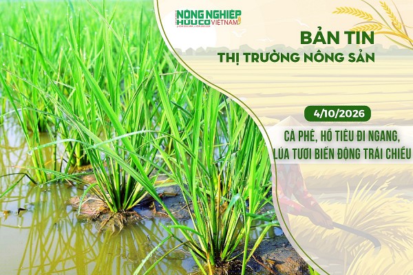 Thị trường nông sản 4/10/2026: Cà phê, hồ tiêu đi ngang, lúa tươi biến động trái chiều