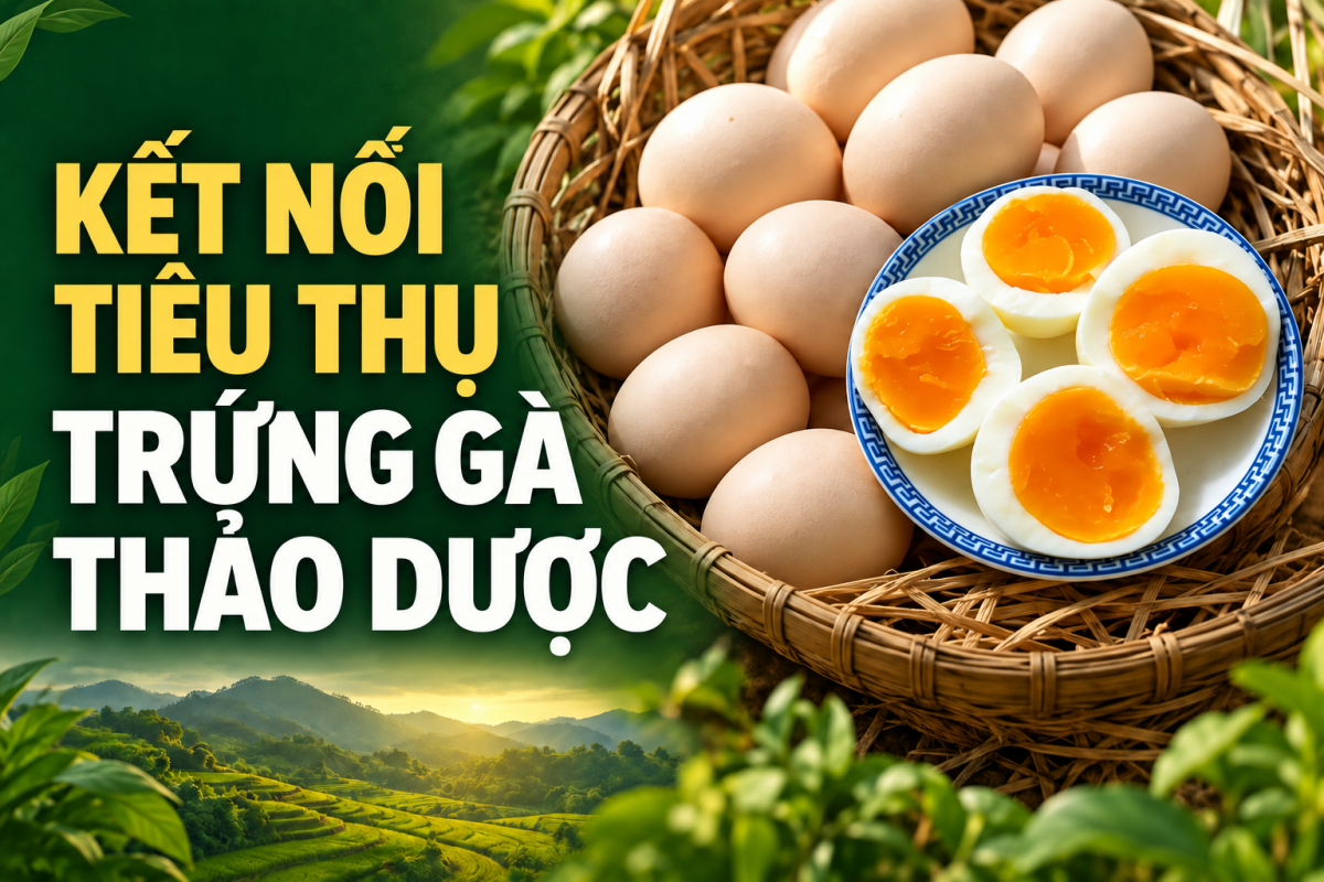 Kết nối tiêu thụ, nâng cao giá trị trứng gà thảo dược