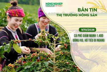Thị trường nông sản 9/10/2026: Cà phê giảm mạnh 1.400 đồng/kg, hồ tiêu đi ngang