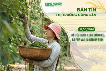 Thị trường nông sản 12/10/2026: Hồ tiêu tăng 1.000 đồng/kg, cà phê và lúa gạo ổn định
