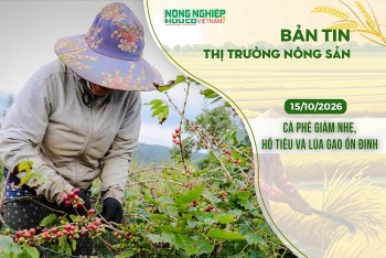 Thị trường nông sản 15/10/2026: Cà phê giảm nhẹ, hồ tiêu và lúa gạo ổn định