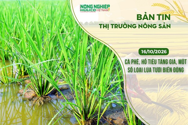 Thị trường nông sản 16/10/2026: Cà phê, hồ tiêu tăng giá, một số loại lúa tươi biến động