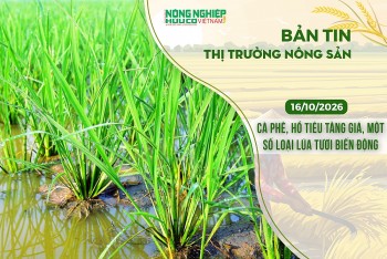 Thị trường nông sản 16/10/2026: Cà phê, hồ tiêu tăng giá, một số loại lúa tươi biến động