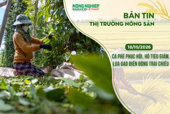 Thị trường nông sản 18/10/2026: Cà phê phục hồi, hồ tiêu giảm, lúa gạo biến động trái chiều