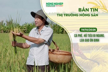 Thị trường nông sản 19/10/2026: Cà phê, hồ tiêu đi ngang, lúa gạo ổn định