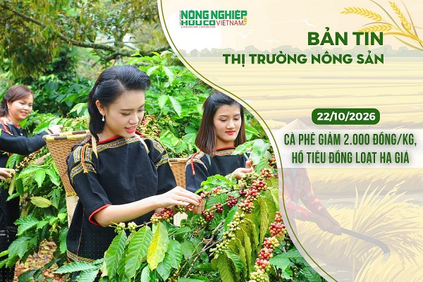 Thị trường nông sản 22/10/2026: Cà phê giảm sâu 2.000 đồng/kg, hồ tiêu đồng loạt hạ giá