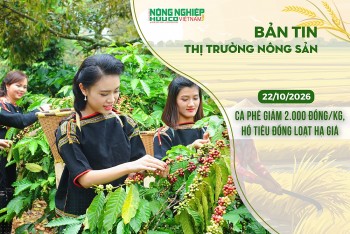 Thị trường nông sản 22/10/2026: Cà phê giảm sâu 2.000 đồng/kg, hồ tiêu đồng loạt hạ giá