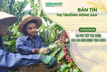Thị trường nông sản 23/10/2026: Cà phê tiếp tục giảm, giá lúa biến động trái chiều