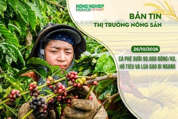 Thị trường nông sản 26/10/2026: Cà phê dưới 90.000 đồng/kg, hồ tiêu và lúa gạo đi ngang