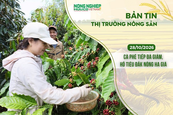 Thị trường nông sản 28/10/2026: Cà phê tiếp đà giảm, hồ tiêu Đắk Nông hạ giá