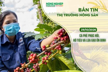 Thị trường nông sản 29/10/2026: Cà phê phục hồi, hồ tiêu và lúa gạo ổn định