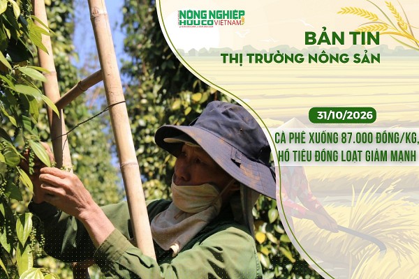 Thị trường nông sản 31/10/2026: Cà phê xuống 87.000 đồng/kg, hồ tiêu đồng loạt giảm mạnh